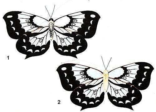 Minikite: Schmetterling (Macao)  /  Butterfly (Macao)