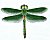 Gruene Libelle (TianJin) / Green
                              Dragonfly (TianJin)